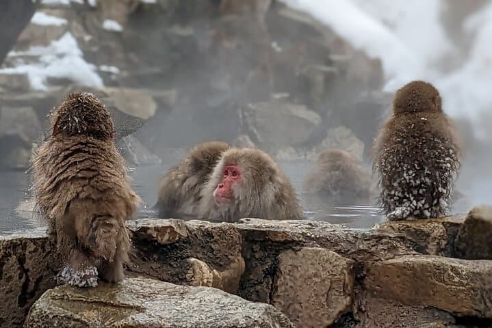 Nagano Snow Monkey 1 Day Tour with Beef Sukiyaki Lunch from Tokyo — photo 7