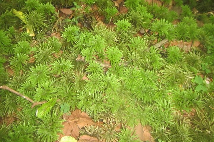 Exploring Mt Fuji Ice Cave and Sea of Trees Forest — photo 6