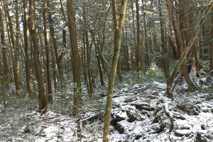 Exploring Mt Fuji Ice Cave and Sea of Trees Forest — photo 7