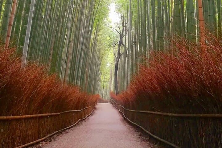Kyoto, Osaka, Nara Full Day tour by Car English speaking Driver — photo 6