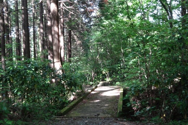 Easygoing Nature Walk in Hakone Tour — photo 10
