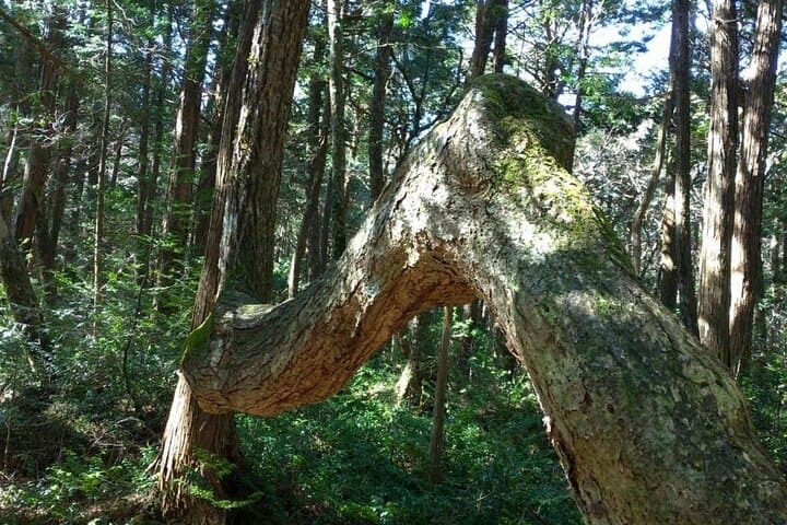 Exploring Mt Fuji Ice Cave and Sea of Trees Forest — photo 16