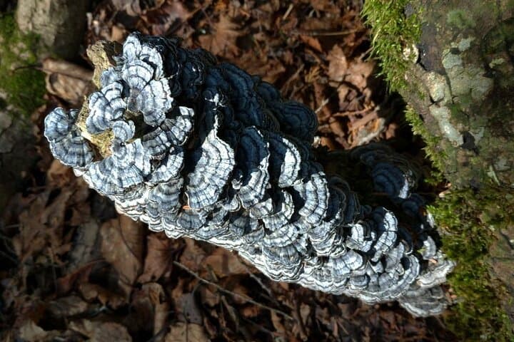 Exploring Mt Fuji Ice Cave and Sea of Trees Forest — photo 17
