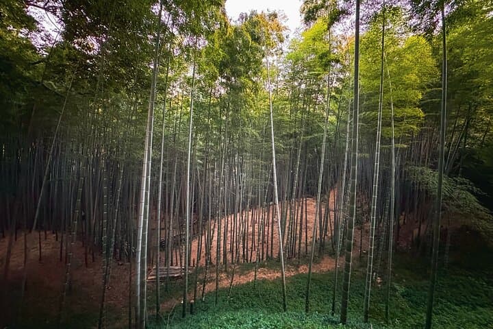 Scenic Green Tea Fields of Hidden Kyoto & Local Tea Exp (Private) — photo 17