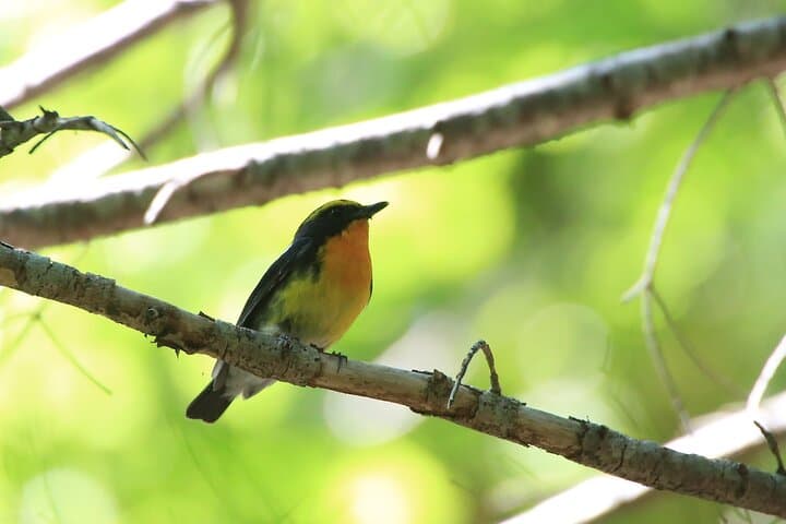 3hours Primeval Forest and Stunning Views of Cliff Trekking Tour — photo 4