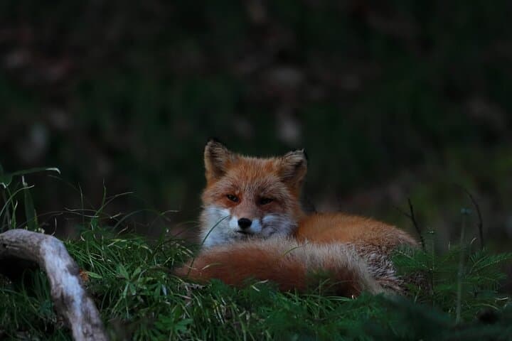 Wildlife Night Drive in Shiretoko national park