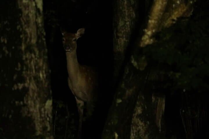 Wildlife Night Drive in Shiretoko national park — photo 2
