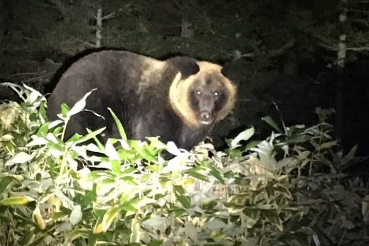 Wildlife Night Drive in Shiretoko national park — photo 3