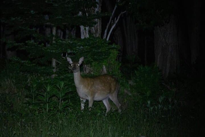 Wildlife Night Drive in Shiretoko national park — photo 4