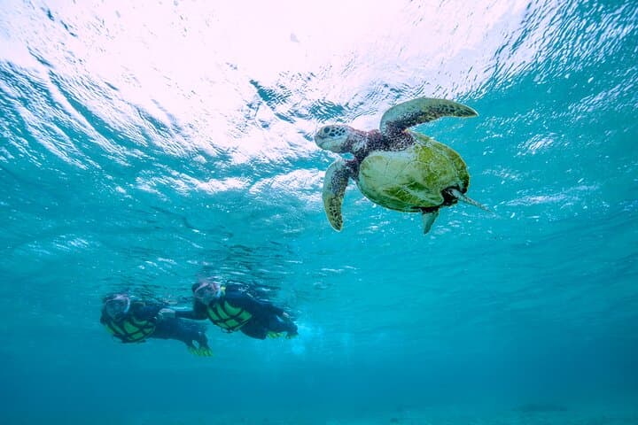 Miyakojima / Snorkel tour to see sea turtles & clownfish — photo 17