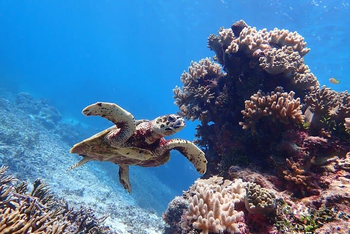 Miyakojima / Snorkel tour to see sea turtles & clownfish — photo 20