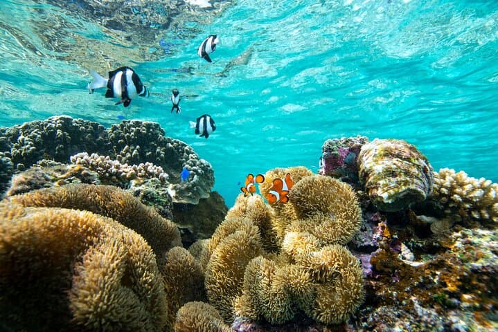 Miyakojima／Playing with the sea for the first time!Fish Search Tour — photo 13
