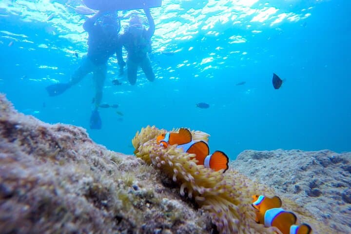 Miyakojima／Playing with the sea for the first time!Fish Search Tour — photo 19