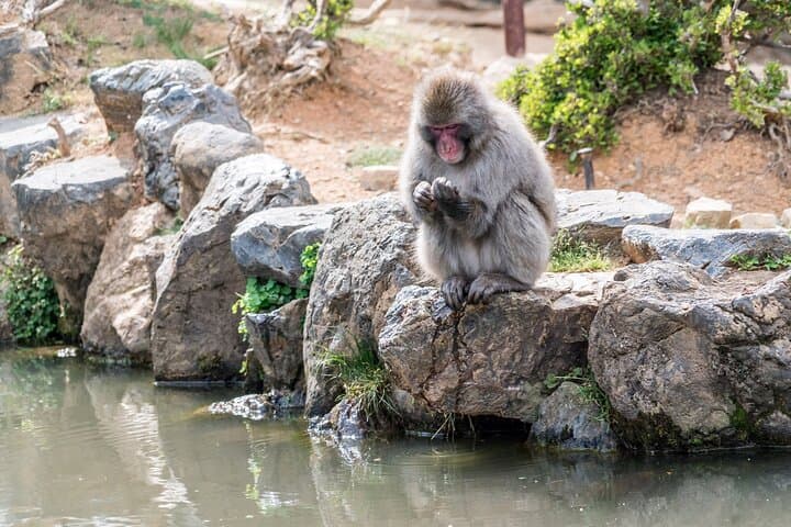 Ultimate Kyoto Arashiyama Tour: Bamboo, Monkeys & Hidden Gardens — photo 17
