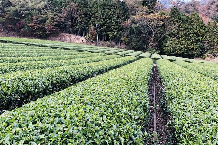 Shizuoka Tea Picking Private Experience — photo 8
