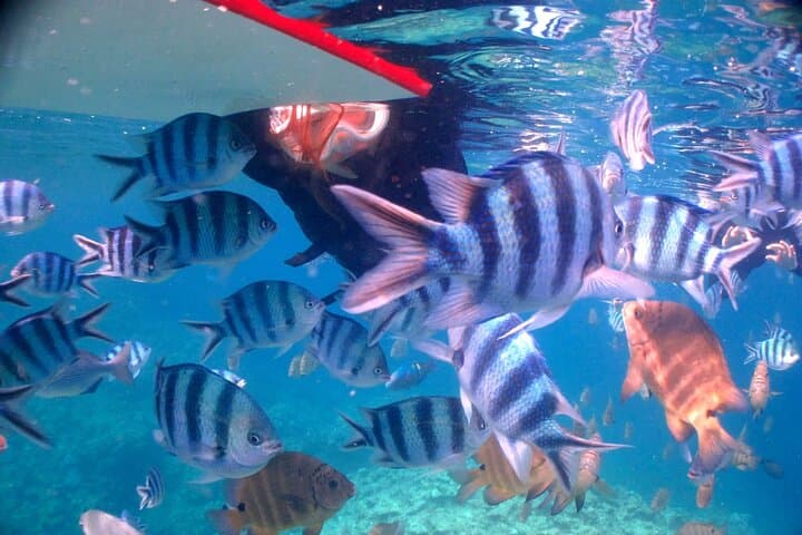 Easily set sail by boat! / Blue cave snorkel — photo 16