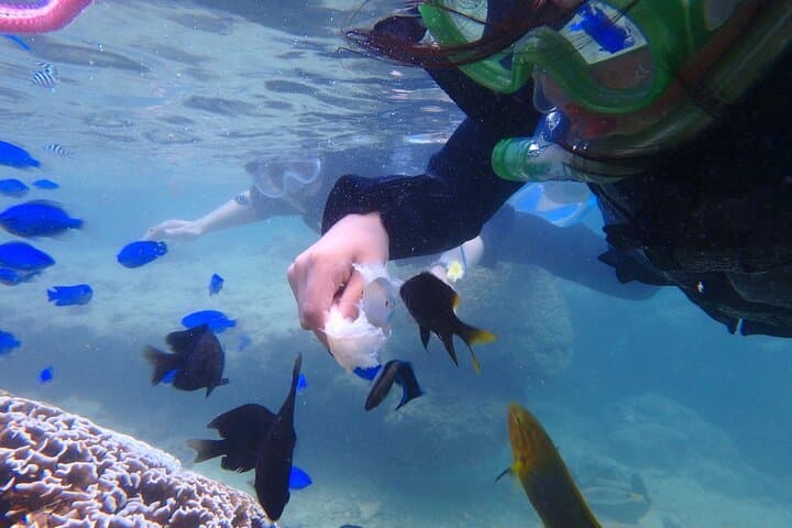 OK from 2 years old! / Sea picnic & snorkel — photo 5