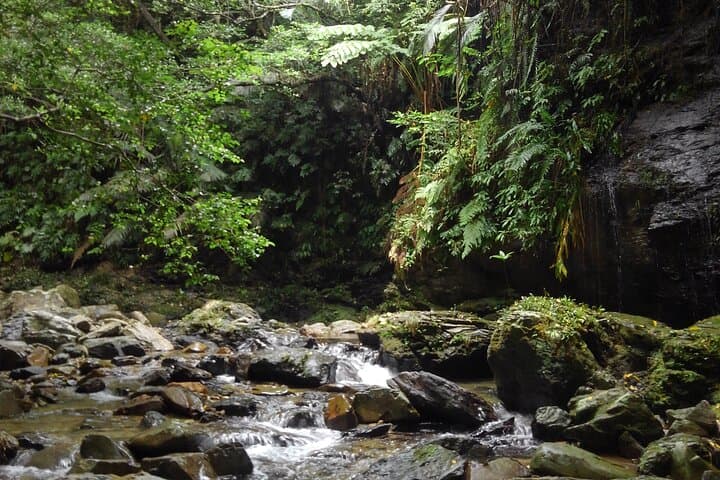 Okinawa Jungle Trails & Waterfalls – Private Yanbaru Tour — photo 6