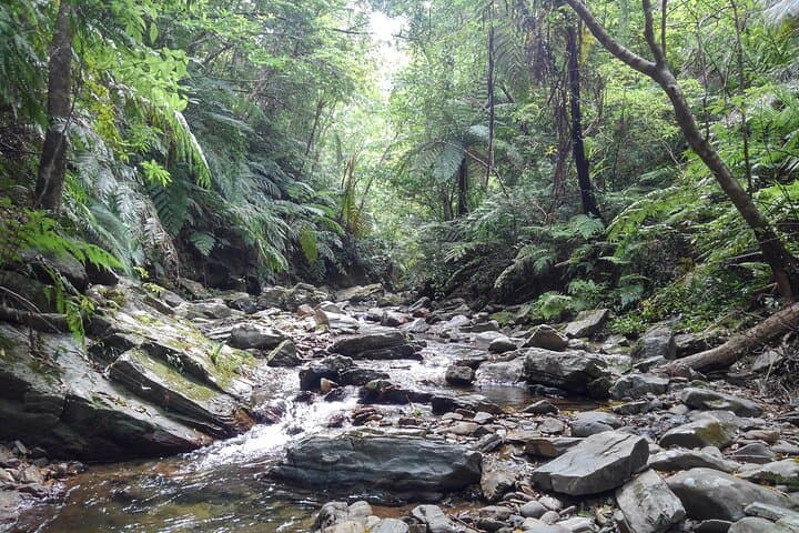 Okinawa Jungle Trails & Waterfalls – Private Yanbaru Tour — photo 11
