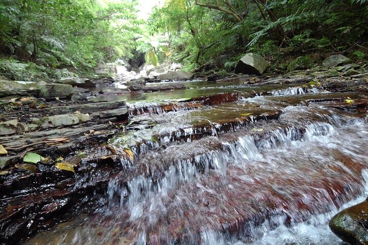 Okinawa Jungle Trails & Waterfalls – Private Yanbaru Tour — photo 8