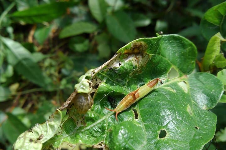 Okinawa Jungle Trails & Waterfalls – Private Yanbaru Tour — photo 12