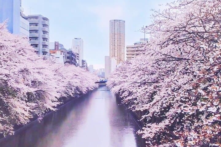 Licensed Guide Tokyo Meguro Cherry Blossom Walking Tour — photo 11