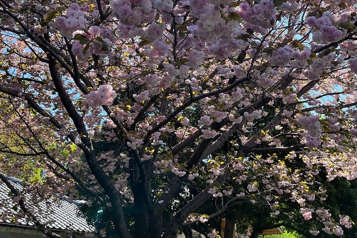 Private Tokyo Cherry Blossom Tour – Custom Sakura Viewing Spots — photo 8