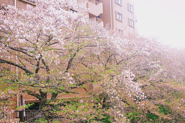 Licensed Guide Tokyo Meguro Cherry Blossom Walking Tour — photo 14