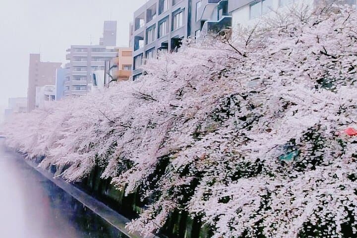 Licensed Guide Tokyo Meguro Cherry Blossom Walking Tour — photo 15