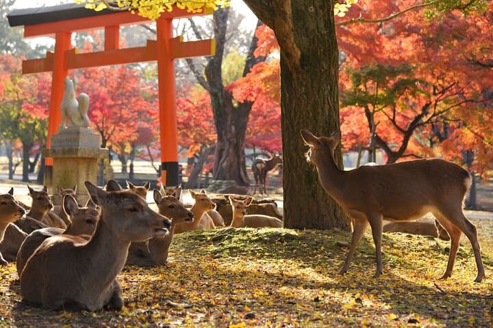 Nara Half Day Walking Tour — photo 5