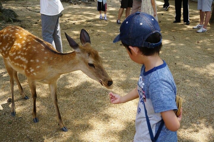 Nara Half Day Walking Tour — photo 6