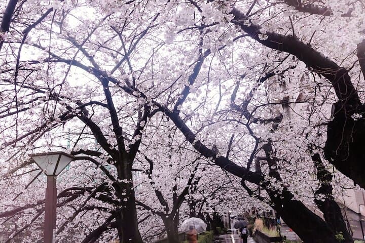 Licensed Guide Tokyo Meguro Cherry Blossom Walking Tour — photo 19