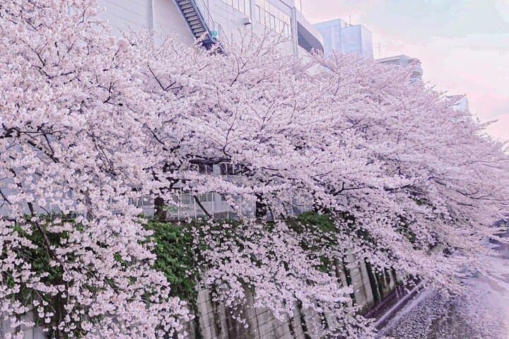 Licensed Guide Tokyo Meguro Cherry Blossom Walking Tour — photo 20