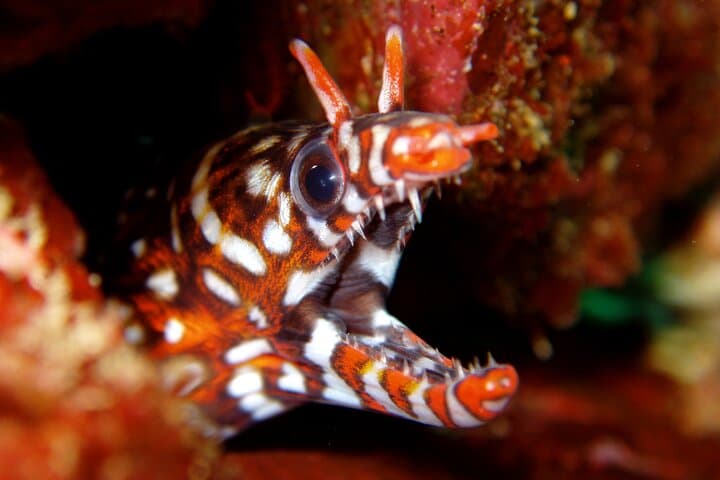 Enjoy Diving In Izu Discover Scuba Diving for Nondiver — photo 2