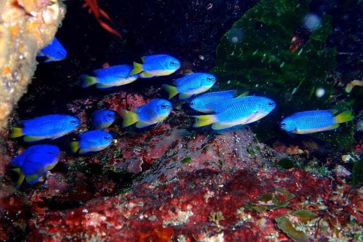 Enjoy Diving In Izu Discover Scuba Diving for Nondiver — photo 3