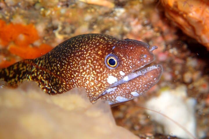 Enjoy Diving In Izu Discover Scuba Diving for Nondiver — photo 4