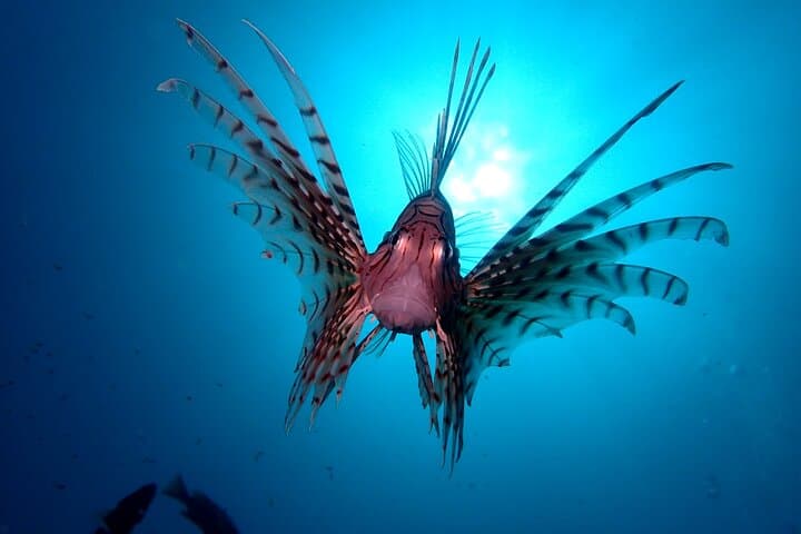 Enjoy Diving In Izu Discover Scuba Diving for Nondiver — photo 5