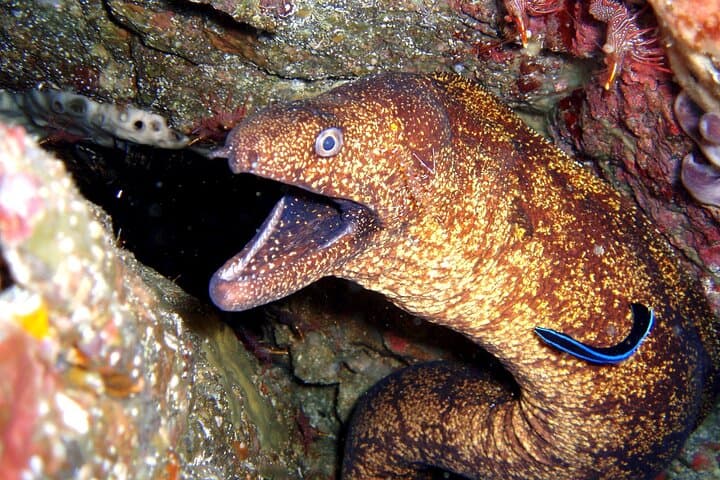 Enjoy Diving In Izu Discover Scuba Diving for Nondiver — photo 6