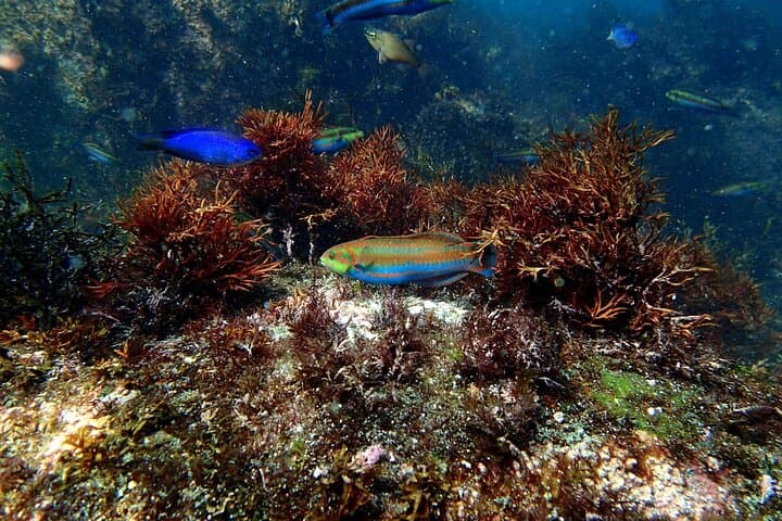 Enjoy Diving In Izu Discover Scuba Diving for Nondiver — photo 10