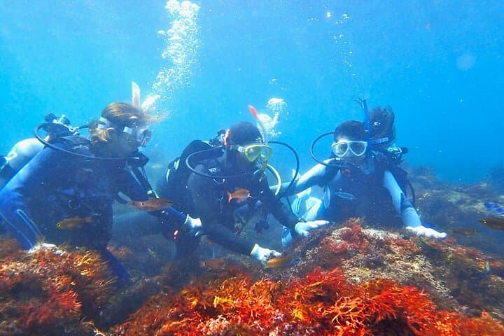 Enjoy Diving In Izu Discover Scuba Diving for Nondiver — photo 11