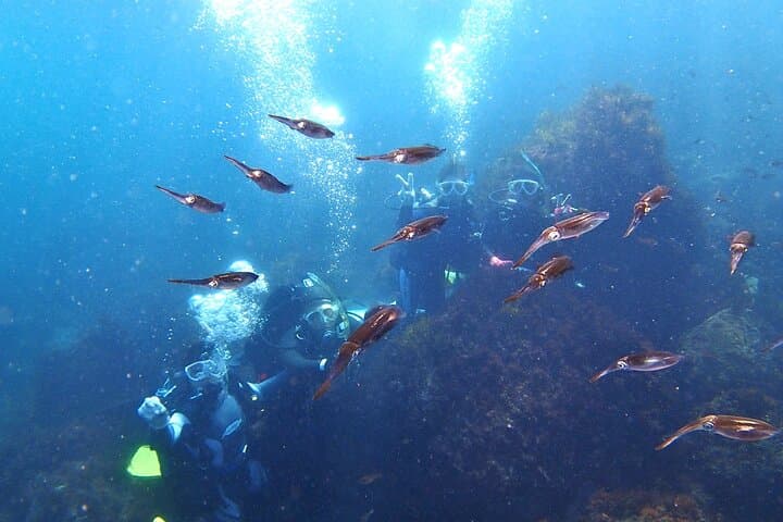 Enjoy Diving In Izu Discover Scuba Diving for Nondiver — photo 13