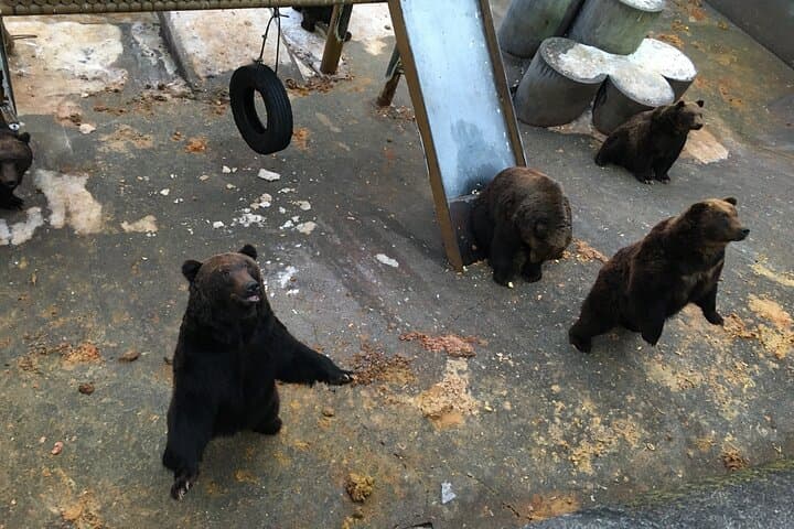 Noboribetsu Bear Park Ticket | Hokkaido — photo 6