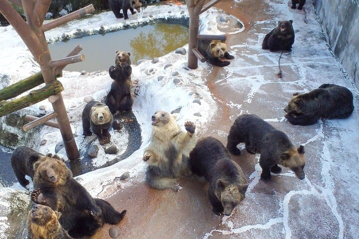 Noboribetsu Bear Park Ticket | Hokkaido — photo 4
