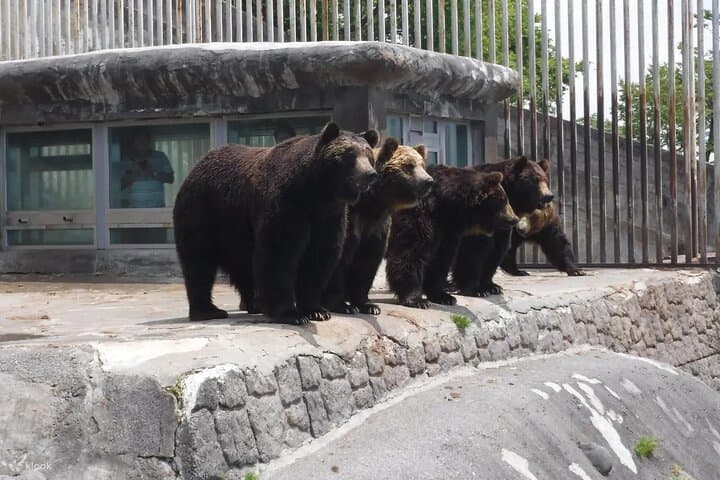 Noboribetsu Bear Park Ticket | Hokkaido — photo 7