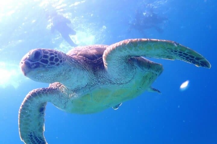 Private 3 Day Tour in Yoron Island — photo 5