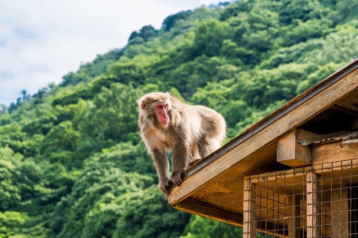Kyoto Full Day Tour with a Local Travel Companion — photo 16