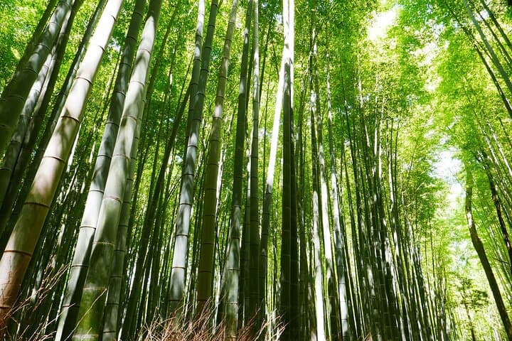 Kyoto Full Day Tour with a Local Travel Companion — photo 18