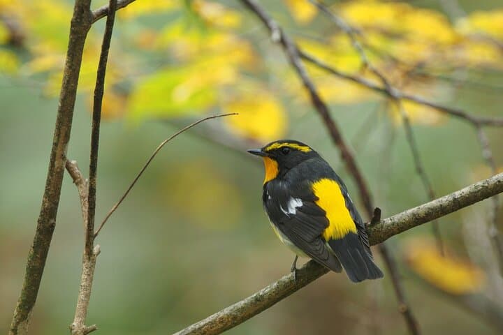 Wild Bird Sanctuary Forest Guided Tour in Nagano — photo 2