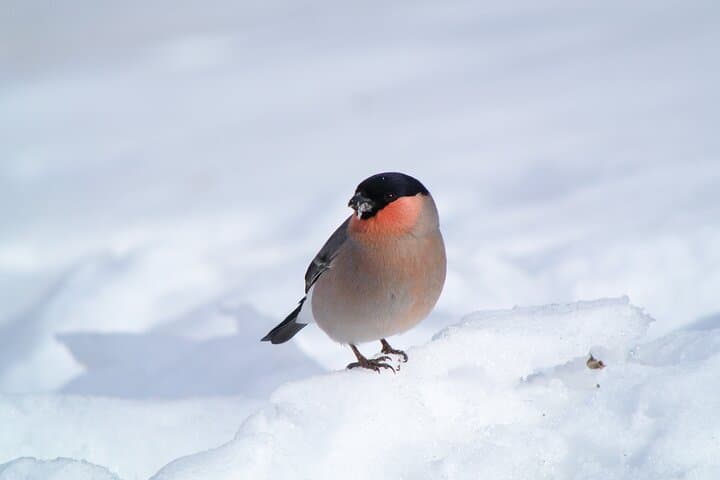Wild Bird Sanctuary Forest Guided Tour in Nagano — photo 5
