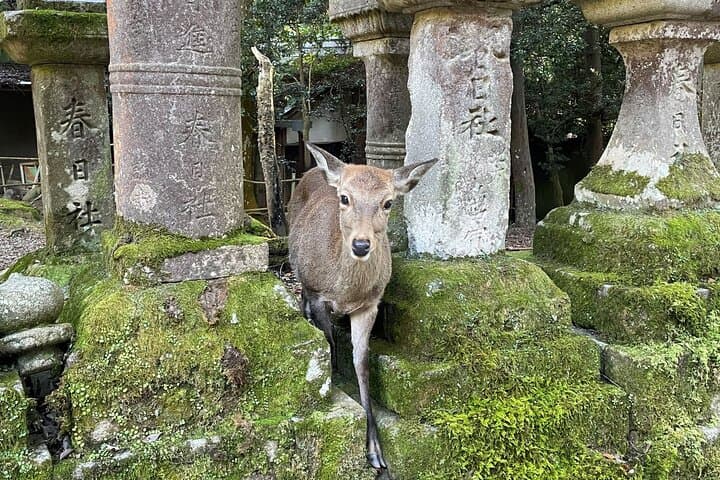 From Kyoto: Nara History Guided Half Day Bus Tour with lunch — photo 11